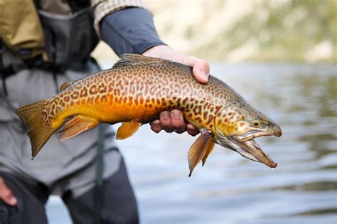 tiger trout pictures.